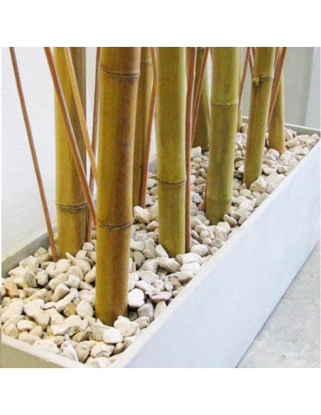 465825-MLA25522626986_042017,Combo Maceta Jardinera Fibro 100x30x30 +piedra+mimbre+cañas